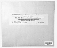 Triphragmium ulmariae image